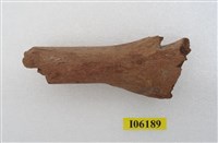 藏品(虎肱骨)的圖片